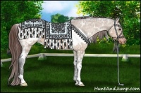 Horse Color:White Spotted Bay Ice Dun Appaloosa 