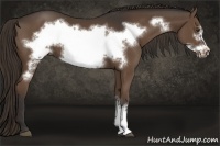 Horse Color:Liver Chestnut Frame 
