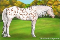 Horse Color:Silver Bay Appaloosa 