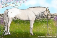 Horse Color:Palomino Appaloosa