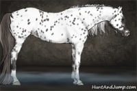 Horse Color:White Spotted Liver Chestnut Appaloosa 