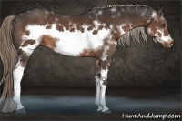 Horse Color:Liver Chestnut Sabino Frame 
