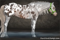 Horse Color:White Spotted Liver Chestnut Appaloosa