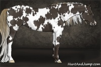 Horse Color:White Spotted Liver Chestnut 