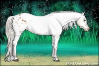 Horse Color:Silver Bay Dun Appaloosa