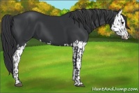 Horse Color:Black Sabino and Black Sabino Splash