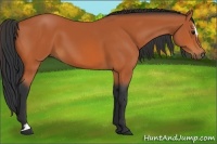 Horse Color:Bay Sabino 