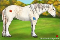 Horse Color:White Spotted Red Dun Sabino Rabicano  and White Spotted Palomino Dun Sabino Rabicano 