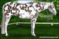 Horse Color:Liver Chestnut Sabino Appaloosa 