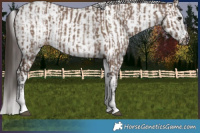 Horse Color:White Spotted Liver Red Dun Rabicano  and White Spotted Liver Red Dun Splash Rabicano 