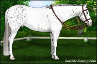 Horse Color:White Spotted Liver Chestnut 
