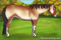 Horse Color:Bay Onyx 