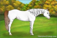 Horse Color:White Spotted Red Dun Rabicano  and White Spotted Red Dun Splash Rabicano 