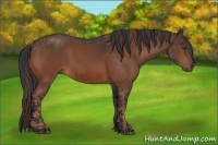 Horse Color:Chestnut  and Bay 