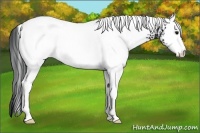 Horse Color:White Spotted Black
