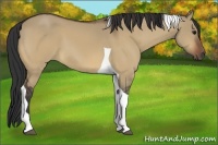 Horse Color:Bay Dun Tobiano 