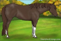 Horse Color:Liver Chestnut Tobiano 
