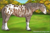 Horse Color:Liver Chestnut Sabino Splash Appaloosa 