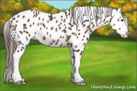 Horse Color:Liver Chestnut Splash Appaloosa Rabicano 