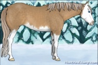 Horse Color:Palomino Sabino Splash 
