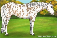 Horse Color:Silver Buckskin Splash Appaloosa