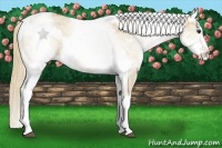 Horse Color:White Spotted Red Dun Rabicano Brindle and White Spotted Red Dun Rabicano Brindle