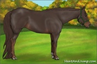 Horse Color:Liver Chestnut 