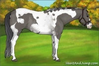 Horse Color:White Spotted Grullo Rabicano and Grullo Tobiano Rabicano