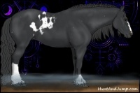 Horse Color:Black Appaloosa  and Black 