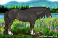 Horse Color:Liver Chestnut Sabino Rabicano