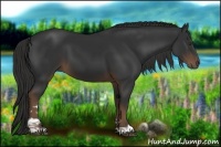 Horse Color:Liver Chestnut Sabino