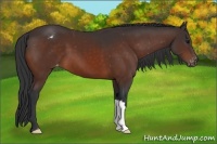 Horse Color:Bay Appaloosa 