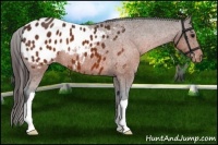 Horse Color:Brown Appaloosa 