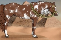Horse Color:White Spotted Chestnut Sabino Rabicano