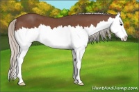 Horse Color:Silver Bay Roan Splash 