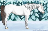 Horse Color:White Spotted Bay Dun Rabicano  and White Spotted Bay Dun Varnish Rabicano 