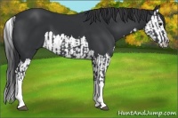 Horse Color:Black  and Black Splash 
