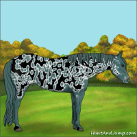 Horse Color:Watercolor Black Appaloosa 
