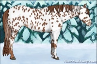 Horse Color:Chestnut Appaloosa