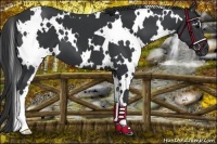 Horse Color:White Spotted Black 