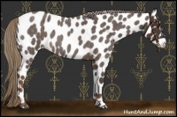 Horse Color:Liver Red Roan Appaloosa 
