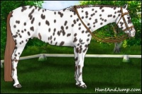 Horse Color:Liver Chestnut Sabino Near Leopard Rabicano 