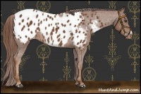 Horse Color:Chestnut Blanket Rabicano 