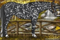 Horse Color:Black Appaloosa