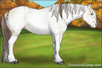 Horse Color:White Spotted Red Dun Rabicano  and Gray White Spotted Red Dun Rabicano 