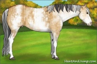 Horse Color:White Spotted Bay Dun Rabicano  and White Spotted Bay Dun Splash Rabicano 