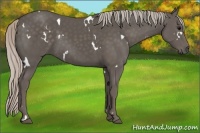 Horse Color:White Spotted Silver Black 