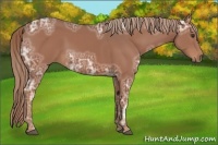 Horse Color:Chestnut Ice 