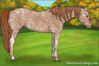 Horse Color:Chestnut Ice 