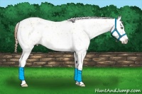 Horse Color:Amber Champagne Dun Appaloosa Rabicano 